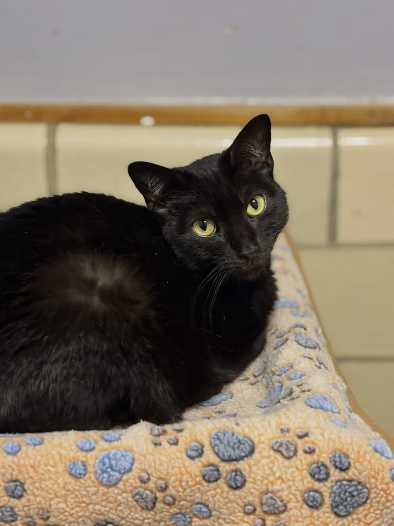 A young small-sized female Black Domestic Short Hair cat named Nicole Collins for adoption in Tipp City, OH