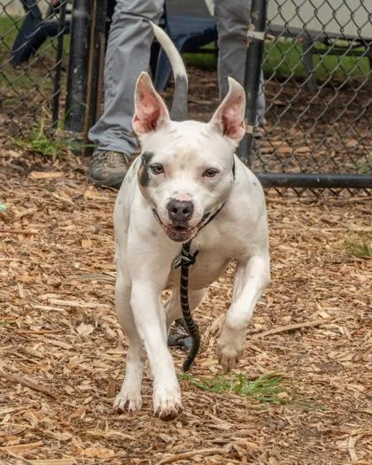 An adult medium-sized female Mixed Breed dog named Navara for adoption in Chamblee, GA