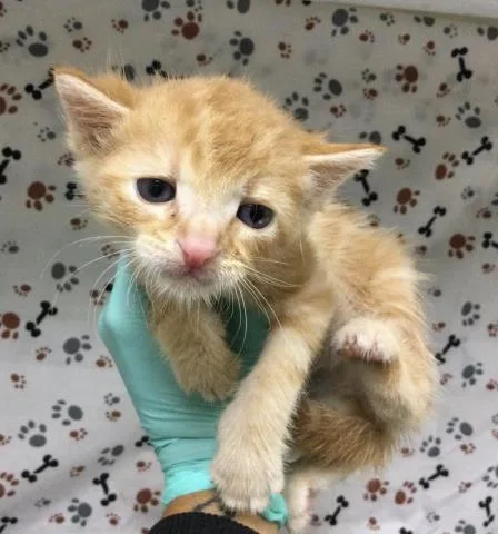 A baby small-sized male Domestic Short Hair cat named Edward for adoption in Riverside, CA