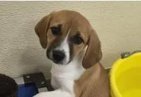A baby medium-sized female Mixed Breed dog named Beetle for adoption in West Chester, PA