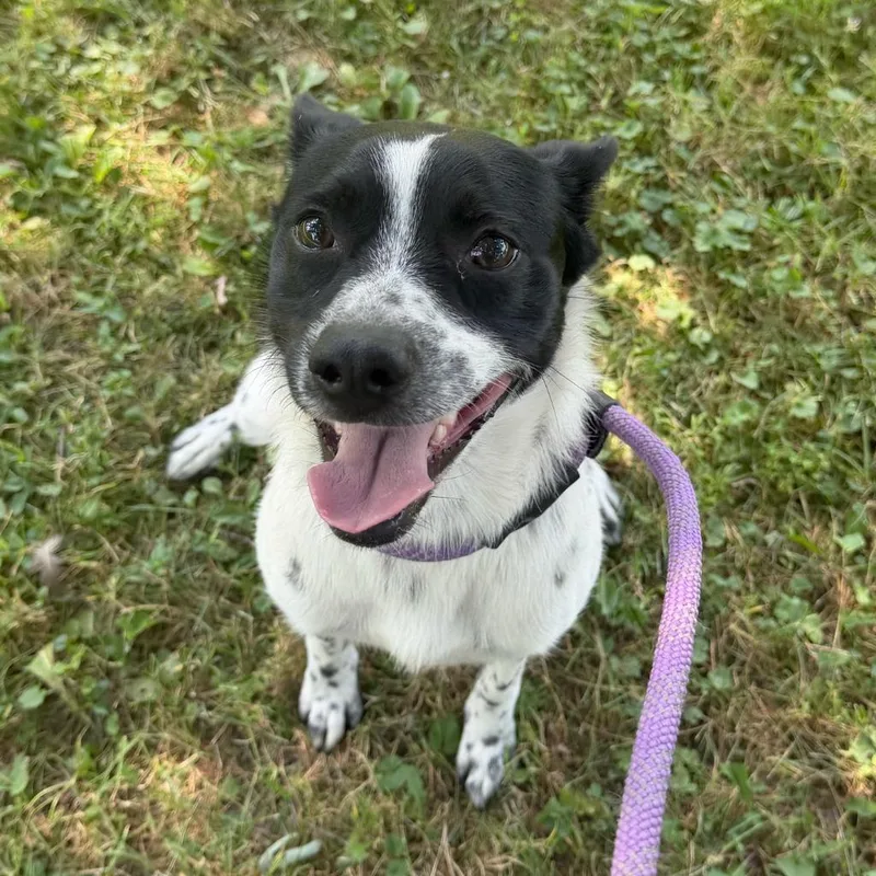 A young medium-sized male Cattle Dog dog named Domino for adoption in Olean, NY