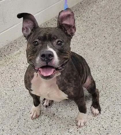 A senior large-sized female Black Pit Bull Terrier dog named Sabra for adoption in Kansas City, MO
