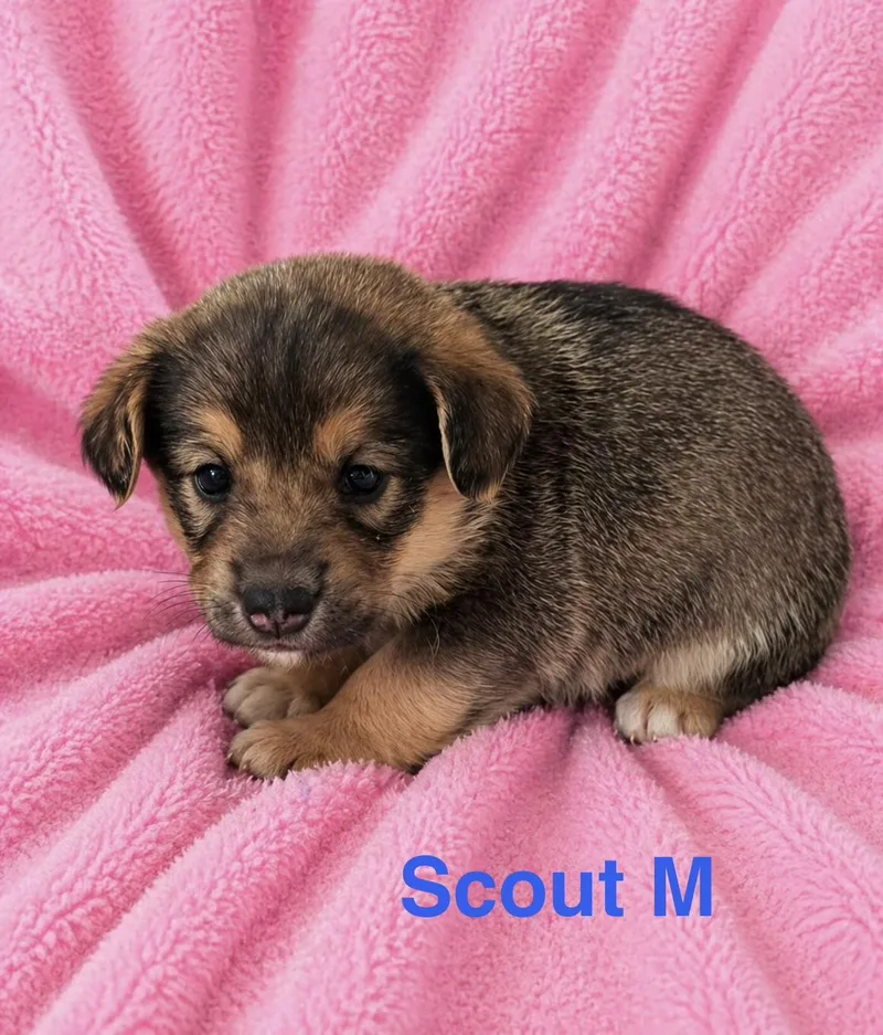 Scout