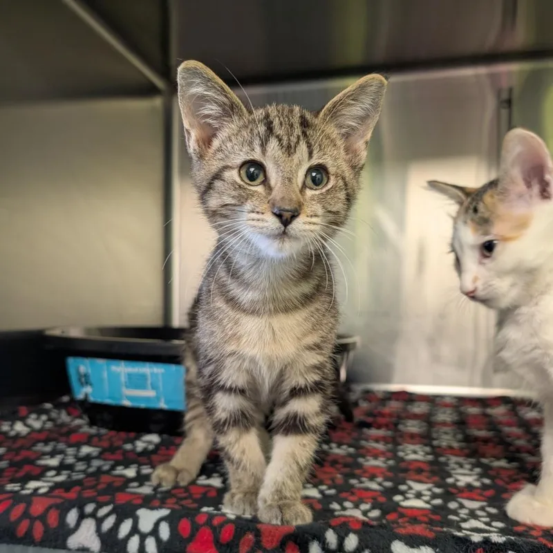A baby small-sized male Gray / Blue / Silver Domestic Short Hair cat named Frank for adoption in Emporia, KS