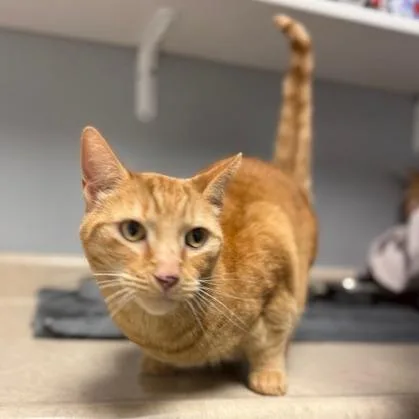 An adult large-sized male Tabby (Orange / Red) Domestic Short Hair cat named Otis for adoption in Circleville, OH