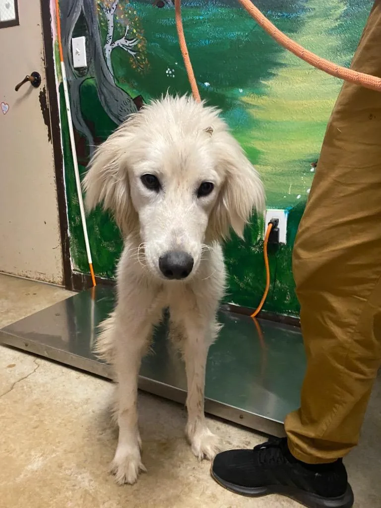 A young medium-sized male Hound dog named Shane for adoption in New Braunfels, TX