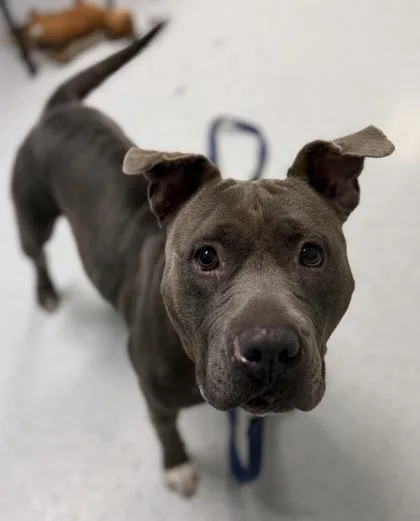 A senior medium-sized female Pit Bull Terrier dog named Tippy for adoption in Batavia, OH