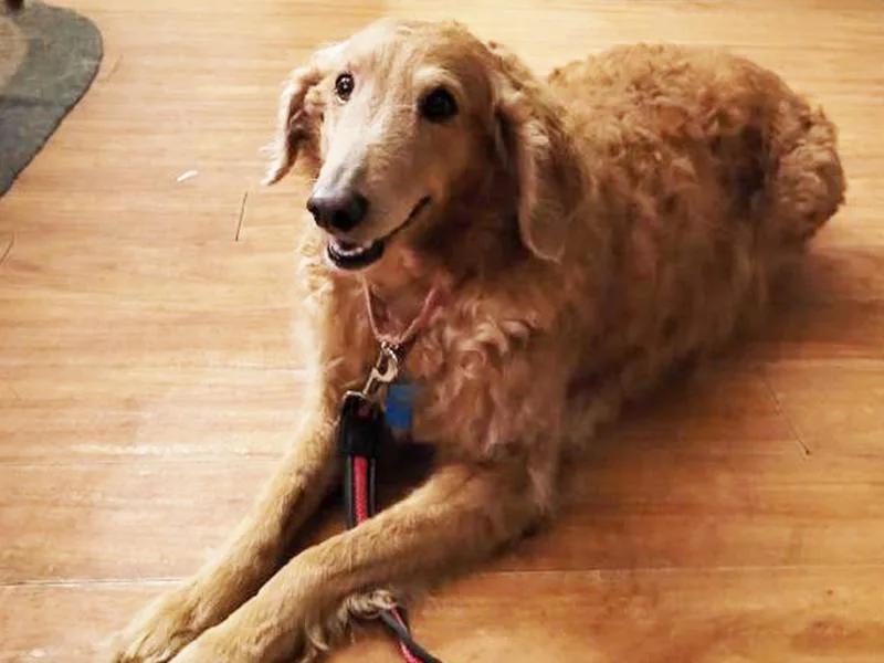 Scarlett thumbnail 4