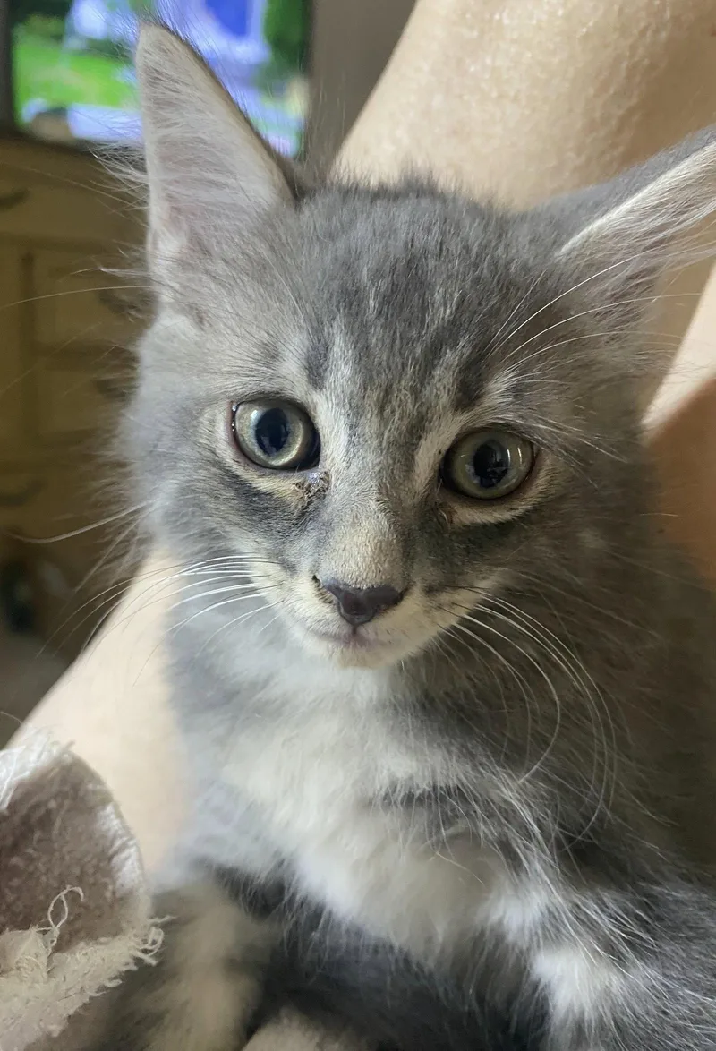 A baby medium-sized male Gray / Blue / Silver Domestic Short Hair cat named Messina for adoption in Oviedo, FL