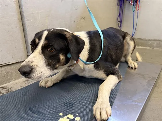 An adult large-sized male Labrador Retriever dog named A for adoption in Camarillo, CA