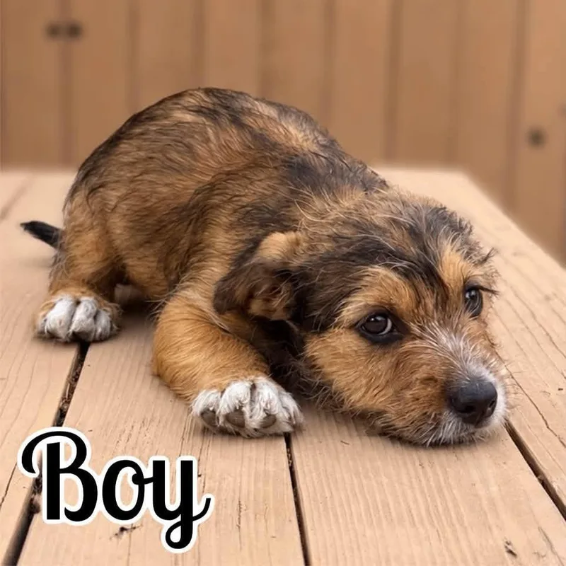 A baby small-sized male Brown / Chocolate Maltese dog named Boy for adoption in Benton City, WA