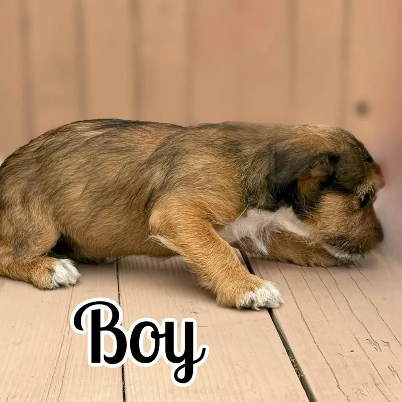 Boy thumbnail 3