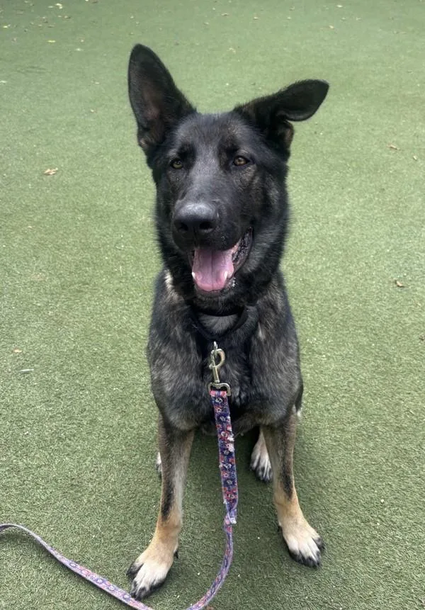 An adult large-sized male German Shepherd Dog dog named Phillip J Fry for adoption in Oceanside, CA