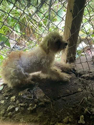 An adult small-sized female Poodle dog named Diva  Baby for adoption in Elizabethtown, PA