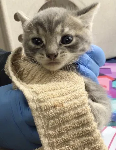 A young small-sized male Domestic Short Hair cat named Jojo for adoption in Riverside, CA
