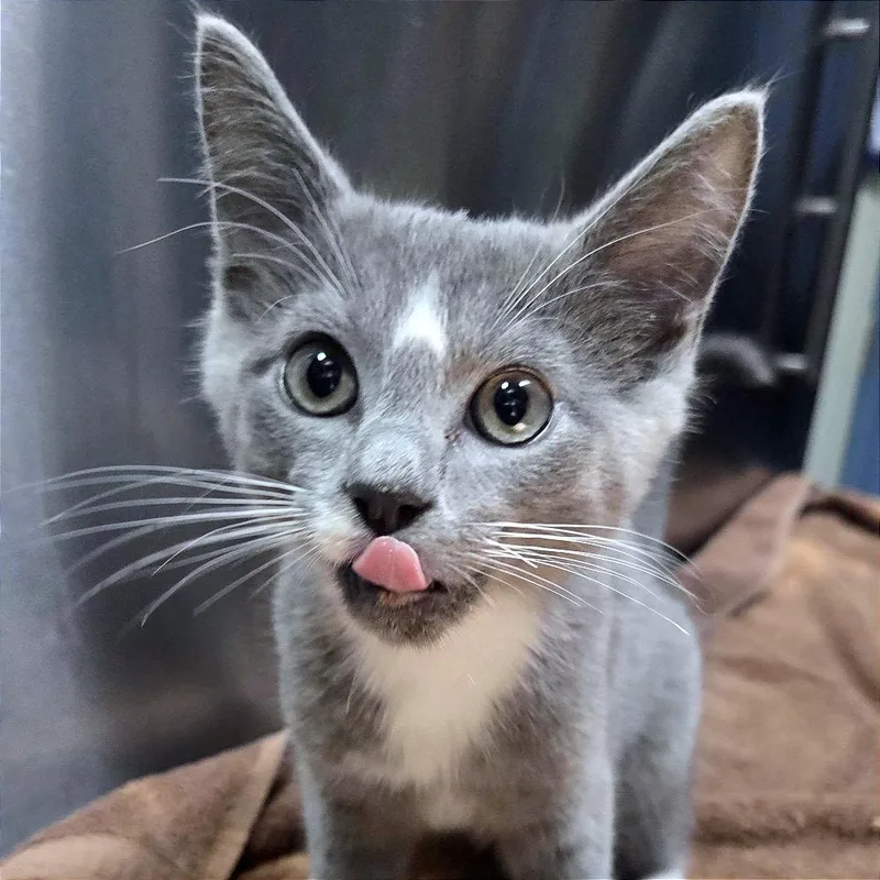 A baby small-sized male Gray / Blue / Silver Domestic Short Hair cat named Aang for adoption in Providence, RI