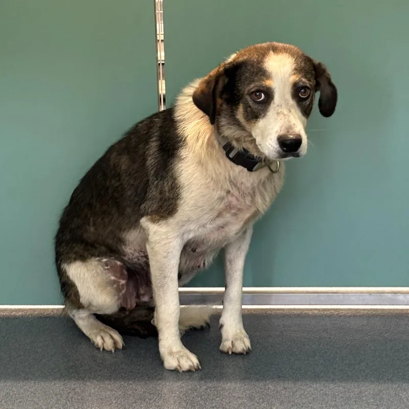 An adult medium-sized female Great Pyrenees dog named Roxy for adoption in St Joseph, MO