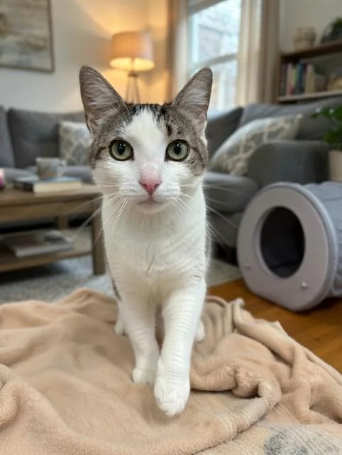 A young medium-sized female Domestic Short Hair cat named Mia for adoption in Agoura, CA
