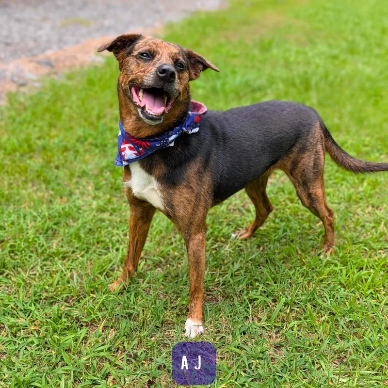 An adult medium-sized female Black Miniature Pinscher dog named Aj for adoption in Covington, GA