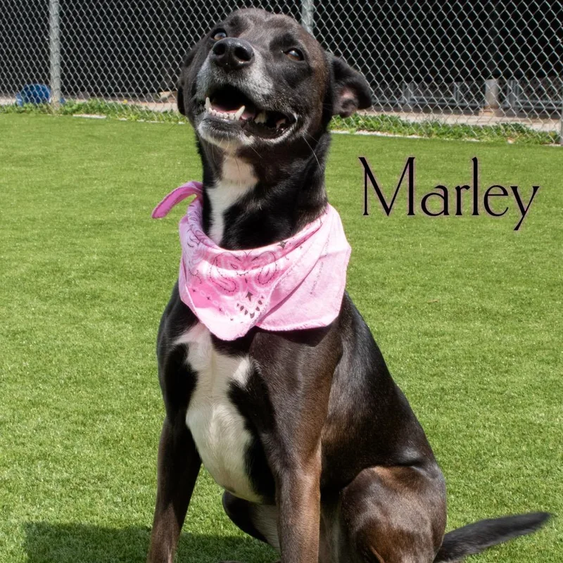 An adult medium-sized female Black Terrier dog named Marley for adoption in Parkersburg, WV