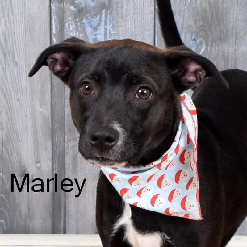 Marley thumbnail 3