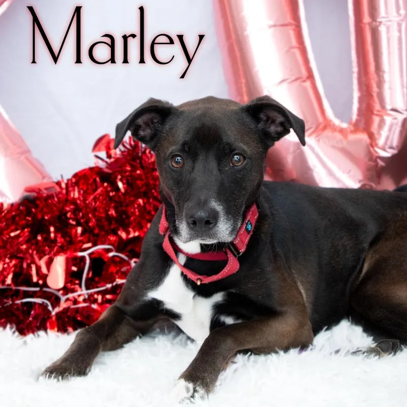 Marley thumbnail 4