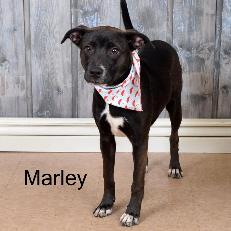Marley thumbnail 6