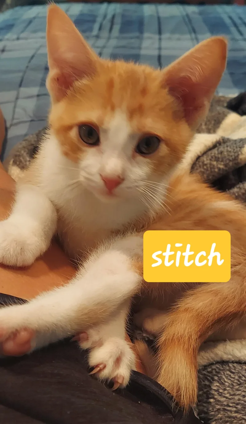 A baby medium-sized male Domestic Short Hair cat named Stitch for adoption in Succasunna, NJ