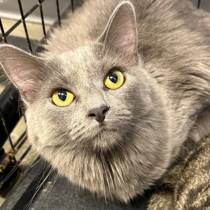 A young medium-sized female Gray / Blue / Silver Domestic Medium Hair cat named Nova for adoption in DeKalb, IL