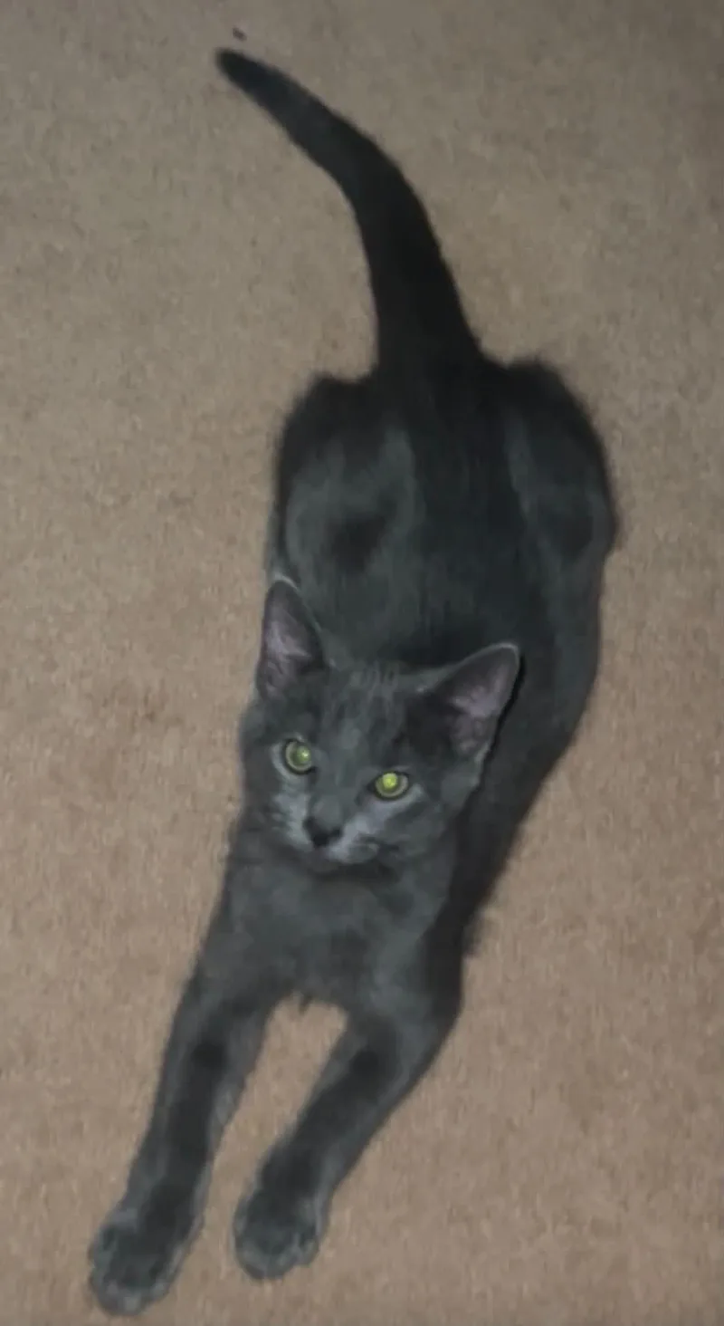 A baby medium-sized male Gray / Blue / Silver Domestic Medium Hair cat named Ivar for adoption in Fairborn, OH