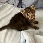 A baby small-sized female Brown / Chocolate Domestic Short Hair cat named Meowzarella for adoption in Lake Panasoffkee, FL