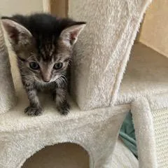 Meowzarella thumbnail 2