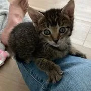 Meowzarella thumbnail 3