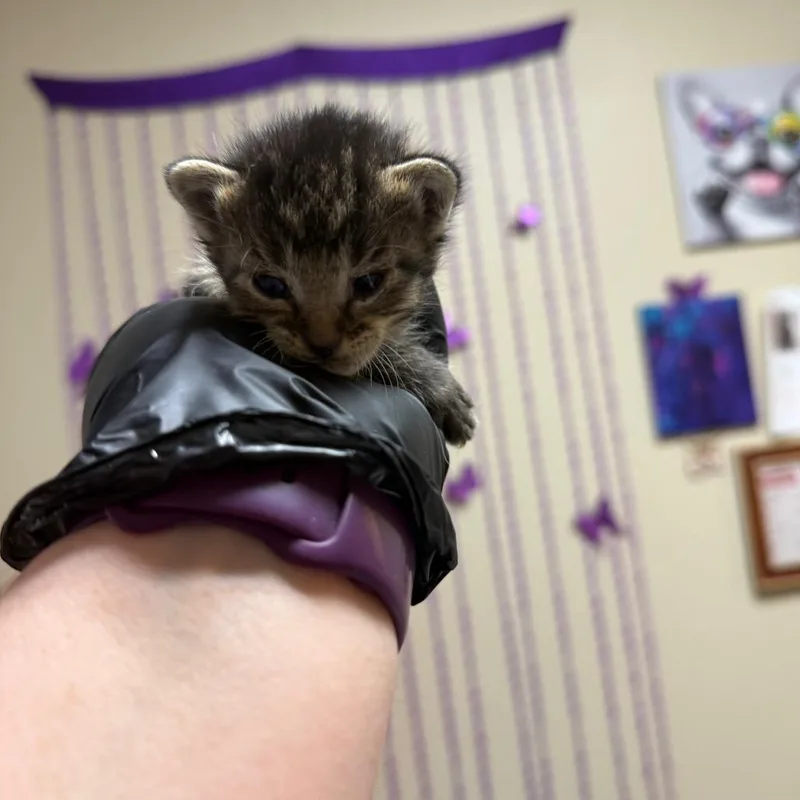 Meowzarella thumbnail 4