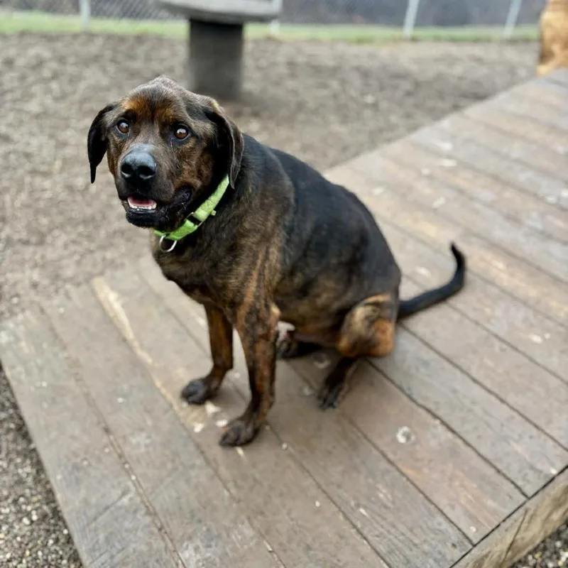 An adult large-sized male Brindle Hound dog named Thor for adoption in Parkersburg, WV