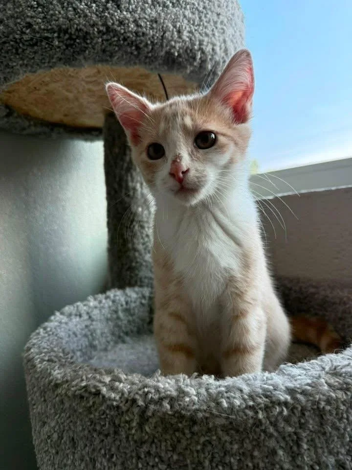 A baby small-sized male Domestic Short Hair cat named Professor for adoption in Dalton, GA