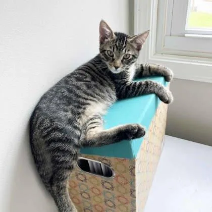 A baby small-sized male Brown / Chocolate Domestic Short Hair cat named Cheeto for adoption in Atlanta, GA