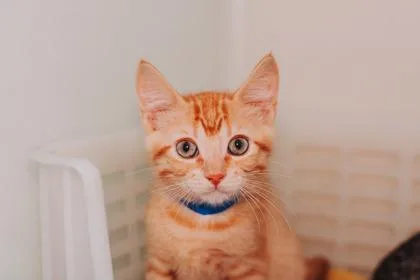 A young small-sized male Domestic Short Hair cat named a Mango PetSmart North for adoption in North Charleston, SC