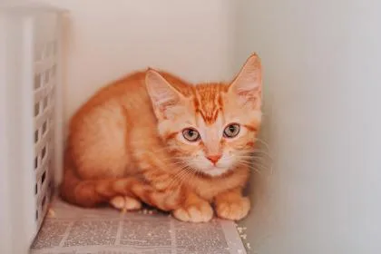 a Mango PetSmart North thumbnail 2