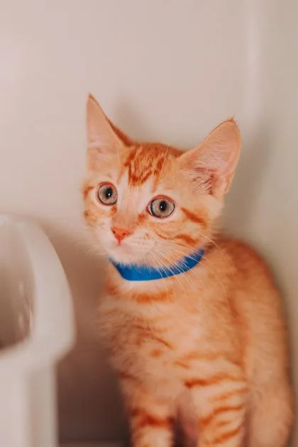 a Mango PetSmart North thumbnail 3