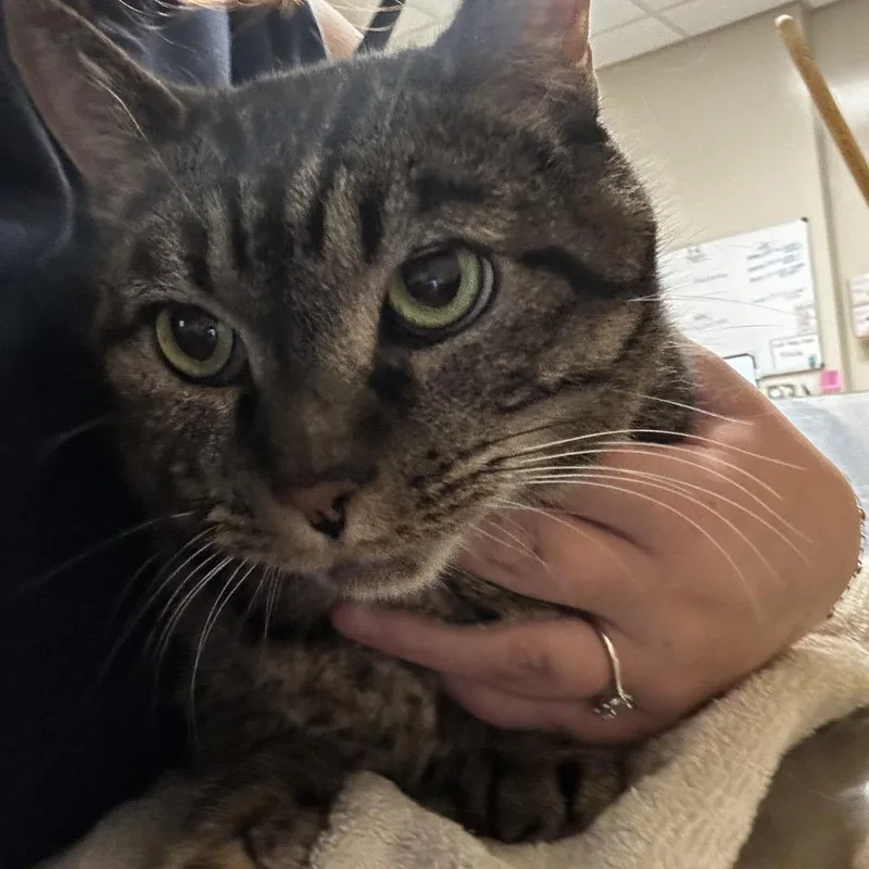 A senior extra large-sized female American Shorthair cat named Shelly for adoption in Reno, NV