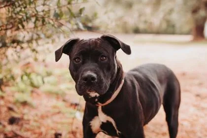 An adult medium-sized female American Staffordshire Terrier dog named A Phoenix for adoption in North Charleston, SC