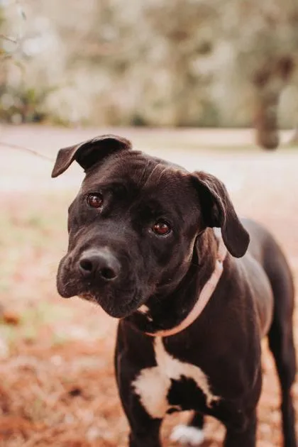 A Phoenix thumbnail 2