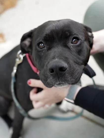 A Phoenix thumbnail 3