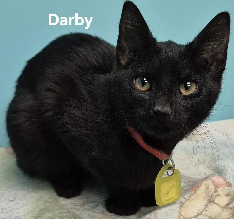 A young medium-sized female Domestic Short Hair cat named Darby for adoption in Kendallville, IN