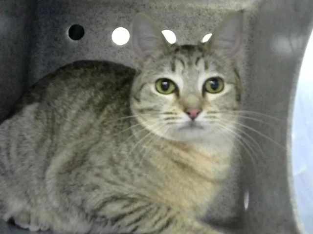 A young medium-sized female Domestic Short Hair cat named Gumball for adoption in Albuquerque, NM