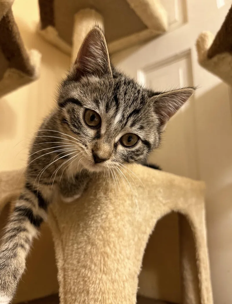 A baby medium-sized female Tabby (Brown / Chocolate) Domestic Short Hair cat named Boots for adoption in Woodlawn, TN
