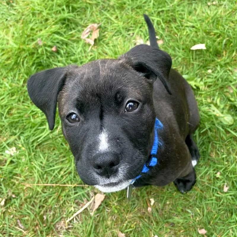 A baby small-sized female Black Boxer dog named Betsy for adoption in Woodinville, WA