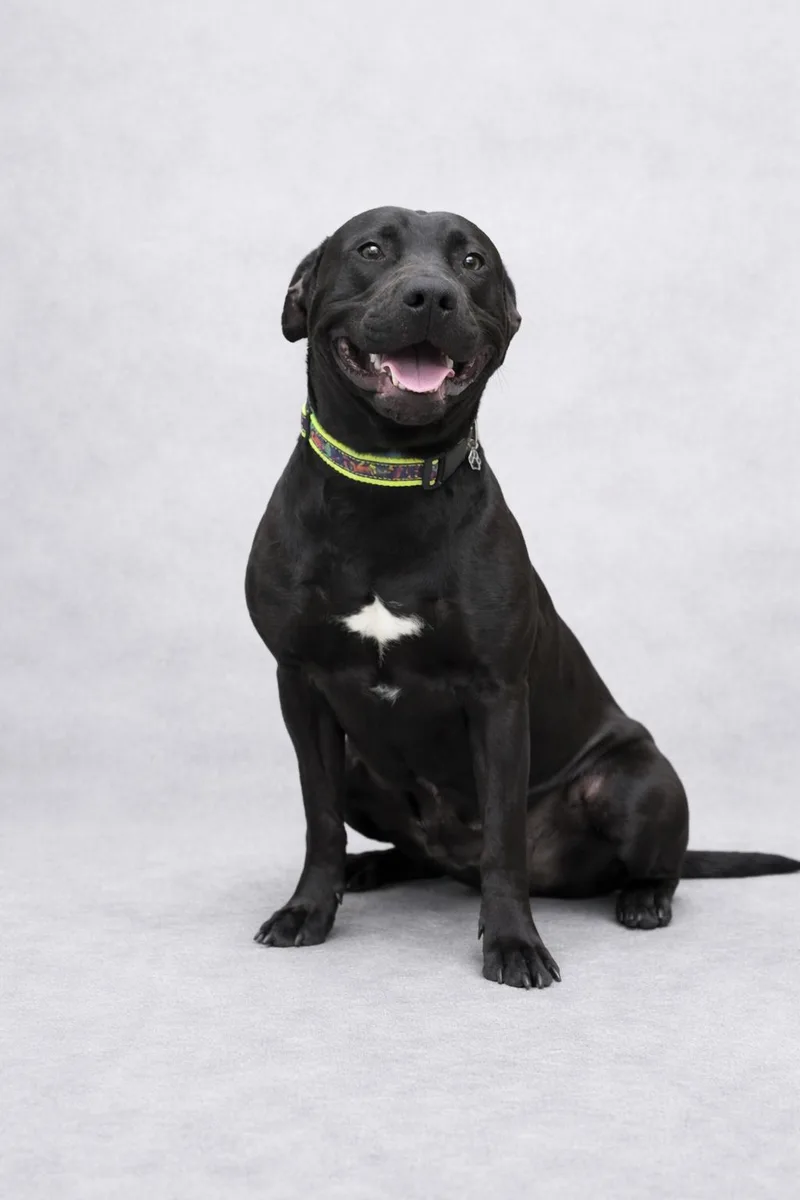 A young medium-sized male Black Belgian Shepherd / Malinois dog named Wrangler for adoption in Mansfield, OH