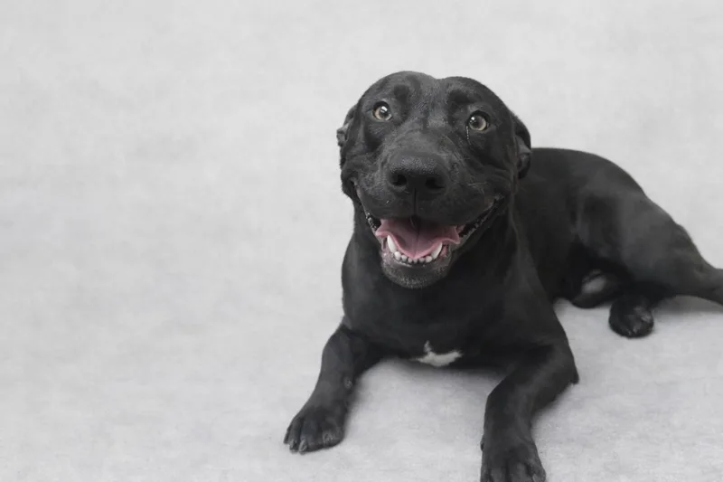 Wrangler thumbnail 2